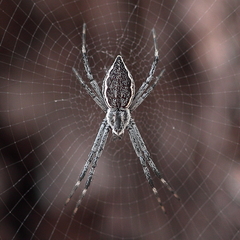 Argiope ocyaloides