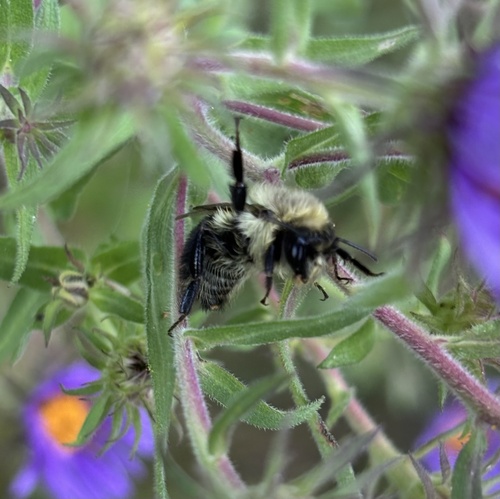 Common Eastern Bumble Bee