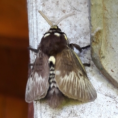 Megalopyge braulio