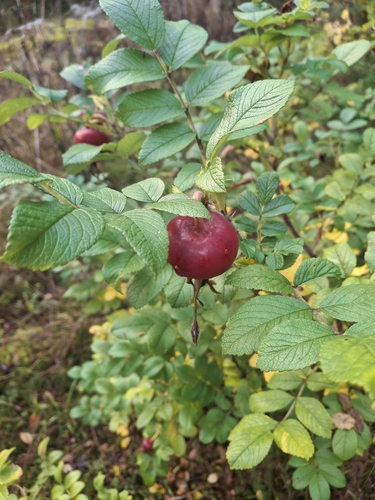 rugosa rose