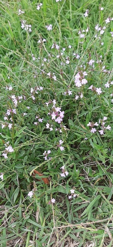Common vervain