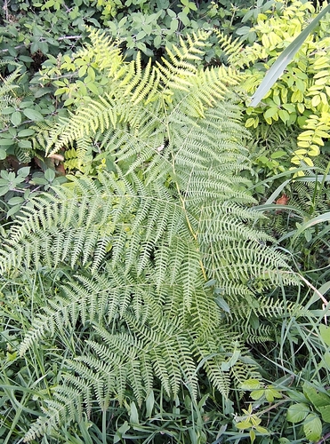 common bracken