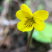 Viola orbiculata - Photo (c) Jason Headley,  זכויות יוצרים חלקיות (CC BY-NC), הועלה על ידי Jason Headley