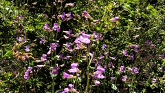 Penstemon spectabilis spectabilis