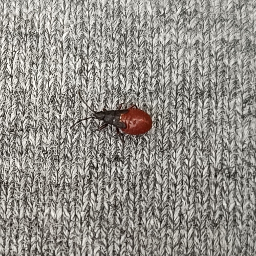 Lime seed bug