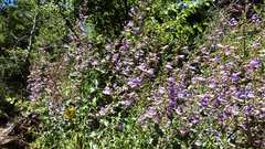 Penstemon spectabilis spectabilis
