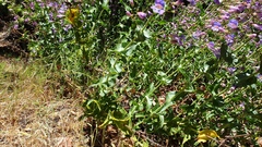 Penstemon spectabilis spectabilis