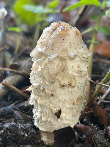 Shaggy Mane
