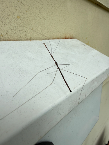 Emesaya brevipennis