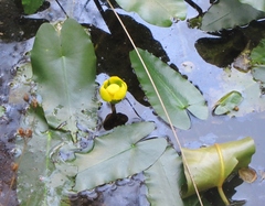 Nuphar sagittifolia