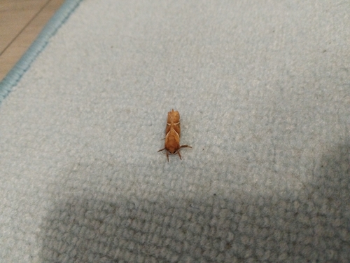 Orange Swift
