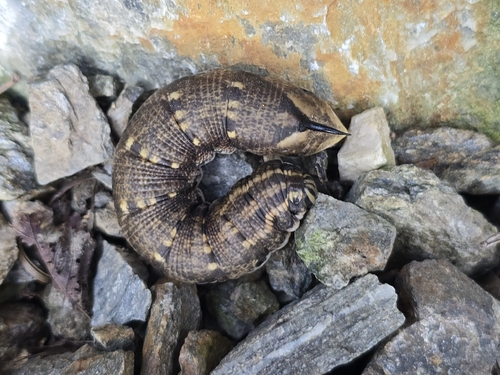 Convolvulus Hawkmoth