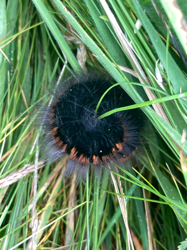 Fox Moth