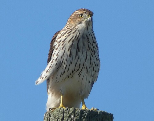 Cooper's Hawk