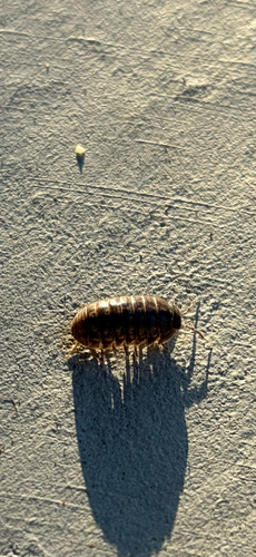 Common Pill Woodlouse