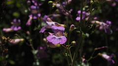 Penstemon spectabilis spectabilis