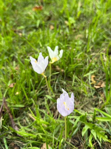 Crocus kotschyanus, photograph 4