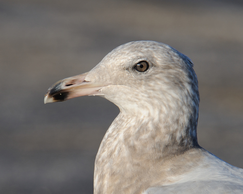 American Herring Gull, photo 6 of 8