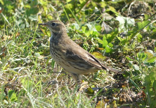 American Pipit