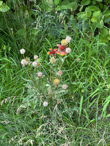 firewheel