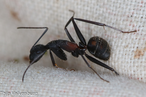 Blood-spotted Sugar Ant