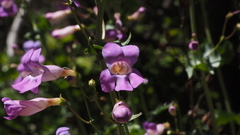 Penstemon spectabilis spectabilis
