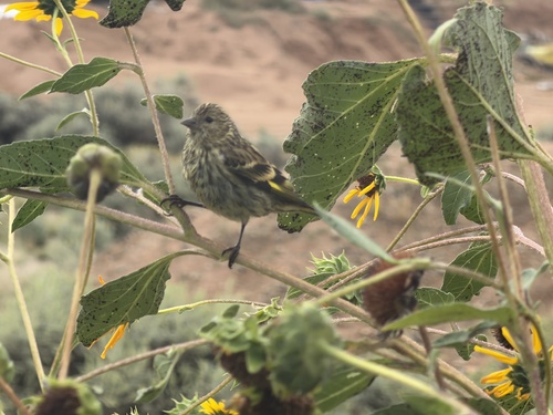 Pine Siskin