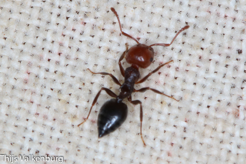 Mediterranean Acrobat Ant