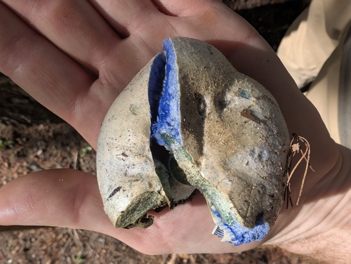 indigo milk cap