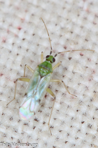 Cyrtopeltis observed 2026-09-17