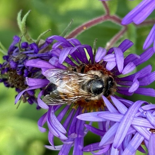 Western Honey Bee
