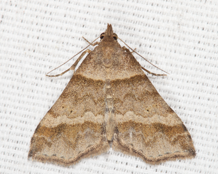 Phalaenophana