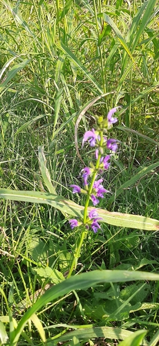 Meadow Sage