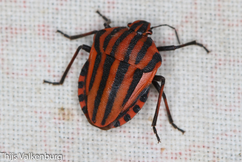 European Striped Shield Bug
