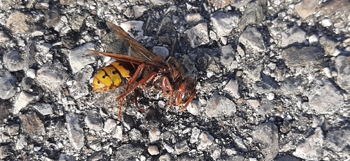 European Hornet