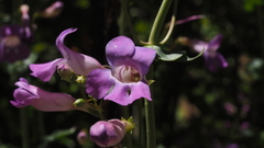 Penstemon spectabilis spectabilis