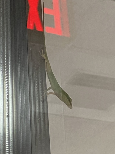 Green Anole