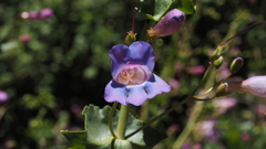 Penstemon spectabilis spectabilis