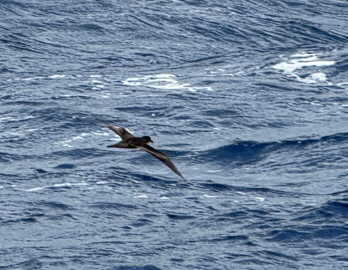 Bulwer's Petrel