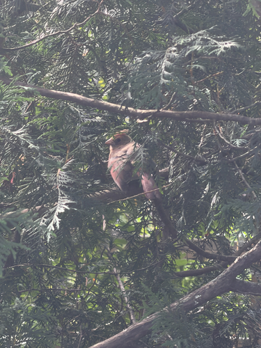 Northern Cardinal
