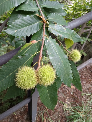 Sweet Chestnut