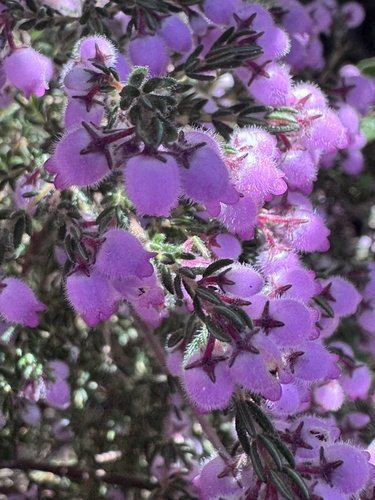 Erica hirtiflora, photograph 4