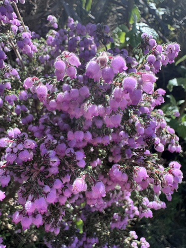 Erica hirtiflora, photograph 5