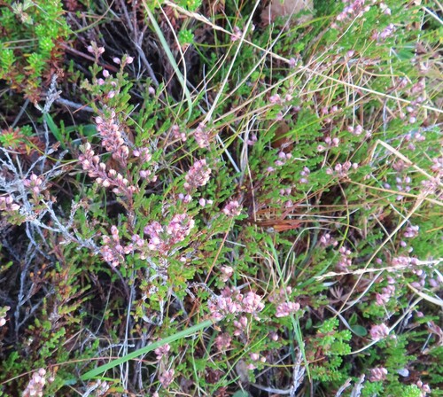 common heather