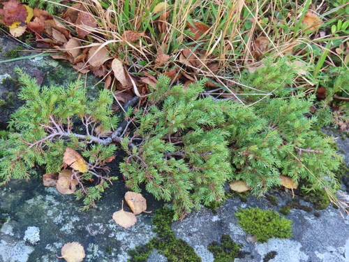 common juniper
