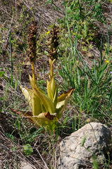 Himantoglossum robertianum