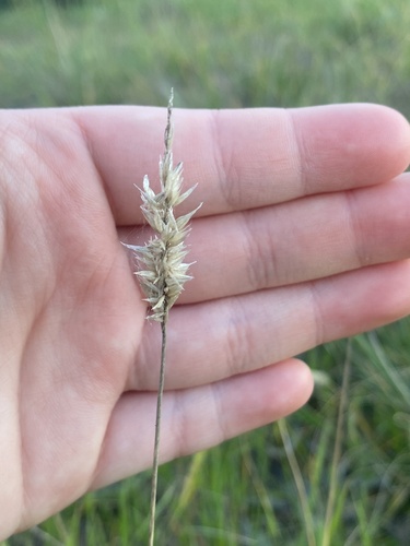 Enneapogon nigricans, 2026-09-18