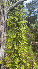 Lygodium microphyllum
