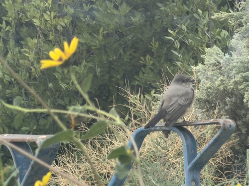 Say's Phoebe