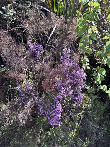 Erica hirtiflora, photograph 6